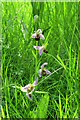 TM1857 : Bee  Orchid  Ophrys apifera  in  uncut  grass  area by Martin Dawes