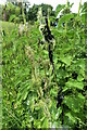 TM1857 : Caterpillars  of  Small  Tortoiseshell  butterfly  on  nettles by Martin Dawes