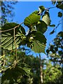 TF0820 : Corylus avellana by Bob Harvey