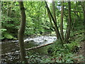 NZ2285 : Fallen tree below the rapids, River Wansbeck by Christine Johnstone