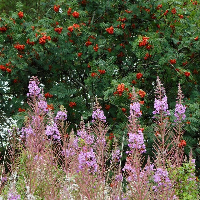 Rosebay and rowan