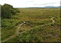 NS6497 : Flanders Moss NNR by Richard Sutcliffe