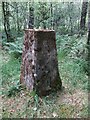 SY1294 : East Hill Trig Point in Devon by John P Reeves