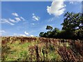 SO7975 : Grassland at Catchems End by Mat Fascione