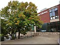 SX9292 : Autumn colour: ash tree by Exeter Library by David Smith