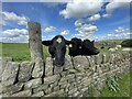 SK2697 : Cows and clouds by Dave Pickersgill