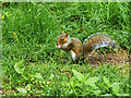 SE2754 : Squirrel at Harlow Carr Garden by David Dixon