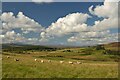 NC6104 : Sheep at Tomich, Lairg, Sutherland by Andrew Tryon