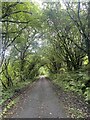 SN5005 : Cycle track through woodland by Alan Hughes