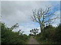 NT8462 : Ash Dieback by M J Richardson