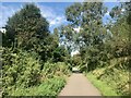 SK6058 : A birch beside NCN Route 6 by David Lally