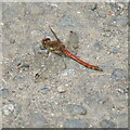 NS5075 : Common Darter dragonfly by M J Richardson