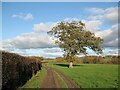 NY3642 : The Cumbria Way near Sebergham Hall by Adrian Taylor