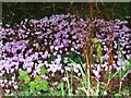 SU3227 : Mottisfont Abbey - Cyclamen by Colin Smith