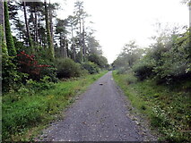  : Coedwig Penbre / Pembrey Forest by Alan Richards