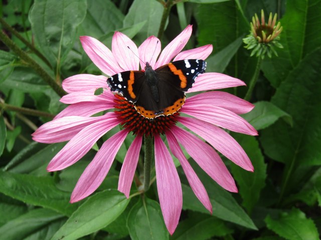 Mottisfont Abbey - Red Admiral