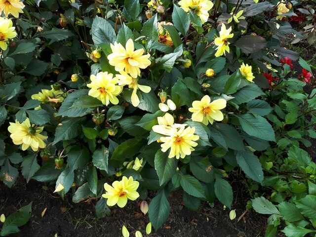 Hoverflies on flowers in Stanningley Park