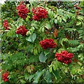 NS5574 : Rowan berries by Richard Sutcliffe