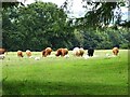 NZ0536 : Grazing animals in Weardale by Robert Graham