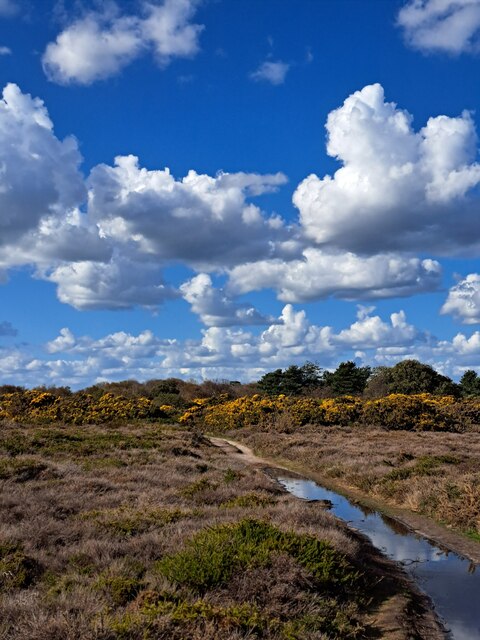 Dunwich Heath, above Minsmere Cliffs