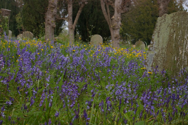 Bluebells in Kelsale churchyard