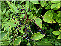 H5264 : Elderberries, Roscavey by Kenneth  Allen