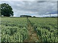 NY9368 : Footpath through Wheat Field by Les Hull