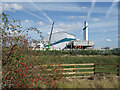 TQ4980 : Rosehips by the Power Station by Des Blenkinsopp