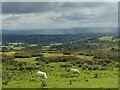 SO5975 : Sheep near the Clee Hill viewpoint by Mat Fascione