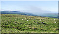 NZ0508 : Sheep grazing beyond moorland groove by Trevor Littlewood