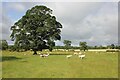 NZ0471 : East Matfen medieval village and open field system (site of) by Jeff Buck