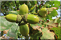 NS9374 : Acorns by Anne Burgess