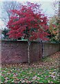 SO7875 : Queen Elizabeth II Jubilee Gardens - tree, Bewdley, Worcs by P L Chadwick