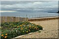 SX9472 : Seafront planting, Teignmouth by Robin Stott