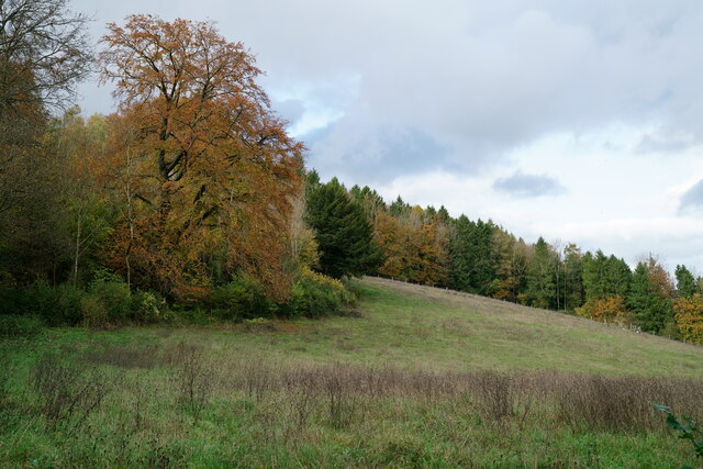 Ranmore Common