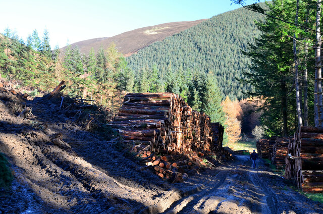 Timber stacks and muddy track, Caberston Forest