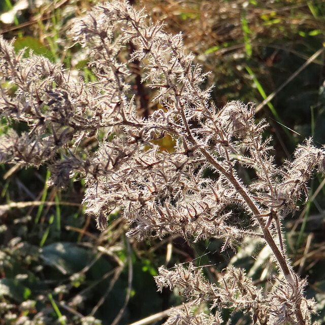 Viper's Bugloss (Echium vulgare)