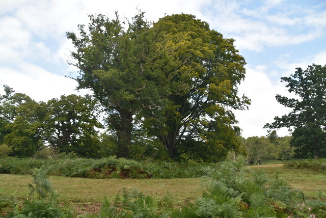 Eridge Old Park