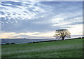 NZ0538 : Field with lone tree at dusk by Trevor Littlewood