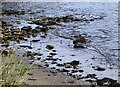 NZ4161 : Wading birds on the beach at Whitburn by Robert Graham