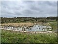 SJ8146 : Mine water treatment reed bed at Silverdale by Jonathan Hutchins