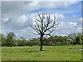 SJ7259 : Tree in field off Clay Lane by Jonathan Hutchins