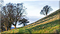 NZ0739 : Trees above and below grassy way by Trevor Littlewood