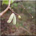 SP2965 : Hazel catkins, Warwick by Robin Stott