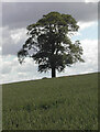 SJ9022 : A tree in a field of barley near Stafford Castle by Rod Grealish