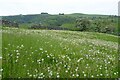 SK1252 : Dandelion clocks by Philip Halling