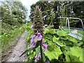 SJ9522 : Marsh Woundwort by canal by Jonathan Hutchins