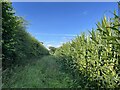 SJ7929 : Public footpath alongside maize field by Jonathan Hutchins