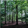 SP3071 : Beech trees, Glasshouse Wood by A J Paxton