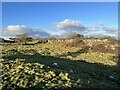 SD4079 : Rough pasture on Hampsfell by Adrian Taylor